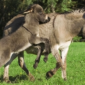 A giao là gì? Công dụng và cách dùng theo y học cổ truyền