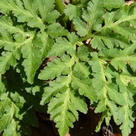 Âm Địa Quyết là gì? Công dụng và lợi ích trong y học cổ truyền