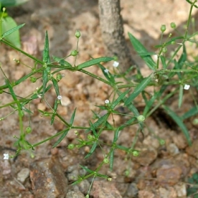 An Điền Cỏ là gì? Công dụng và lợi ích sức khỏe theo y học cổ truyền