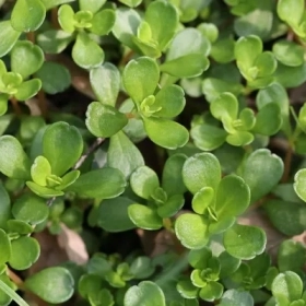 Ao Diệp Cảnh Thiên là gì? Công dụng và lợi ích trong y học cổ truyền