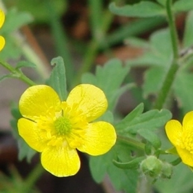 Áp Cước Bản Thảo là gì? Công dụng và lợi ích trong y học