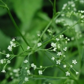 Áp Nhĩ Cần là gì? Công dụng và lợi ích trong y học cổ truyền