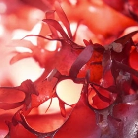 Astaxanthin Là Gì? Công Dụng Và Vai Trò Đối Với Sức Khỏe