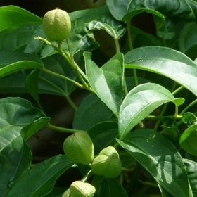 Ba Đậu Có Tác Dụng Gì? Công Dụng, Cách Dùng Và Lưu Ý