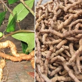 Ba Kích Tím Và Ba Kích Trắng: Phân Biệt Chi Tiết, Công Dụng Và Cách Sử Dụng