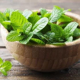 Bạc Hà Có Tác Dụng Gì? Công Dụng, Cách Dùng Và Lưu Ý