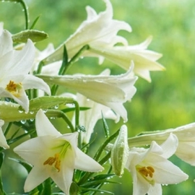 Bách Hợp Có Tác Dụng Gì? Vì Sao Nhiều Người Dùng Để Ngủ Ngon Hơn?