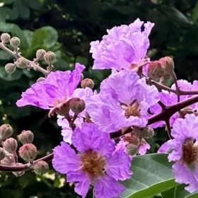 Bằng Lăng Là Gì? Công Dụng, Cách Dùng Và Những Lưu Ý Quan Trọng
