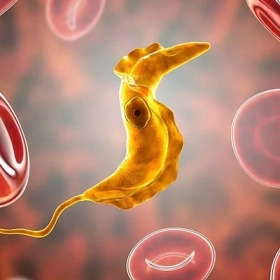 Bệnh Chagas Là Gì? Nguyên Nhân, Triệu Chứng Và Cách Điều Trị