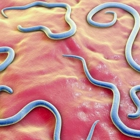 Bệnh Giun Đũa Chó Nên Kiêng Ăn Gì Để Hỗ Trợ Điều Trị Và Tránh Tái Nhiễm?