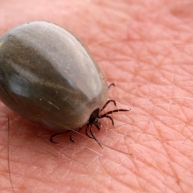 Bệnh Lyme Là Gì? Nguyên Nhân, Triệu Chứng Và Cách Điều Trị