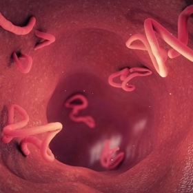 Bệnh Sán Chó Là Gì? Nguyên Nhân, Triệu Chứng Và Cách Điều Trị