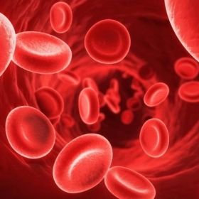 Bệnh Thalassemia Có Nguy Hiểm Không? Những Điều Bạn Cần Biết