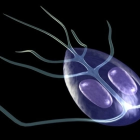 Bệnh Viêm Ruột Do Giardia Là Gì? Dấu Hiệu Và Cách Điều Trị