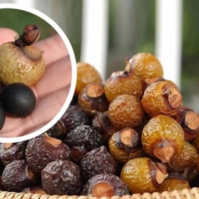 Bồ Hòn Có Tác Dụng Gì? Công Dụng, Cách Dùng Và Lưu Ý