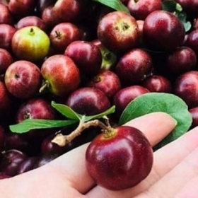 Bồ Quân Có Tác Dụng Gì? Công Dụng, Cách Dùng Và Lưu Ý