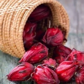 Bụp Giấm Có Tác Dụng Gì? Ai Nên Và Không Nên Sử Dụng?