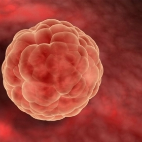 Cách Tính Ngày Rụng Trứng Đơn Giản, Chính Xác: Hướng Dẫn Từ A–Z