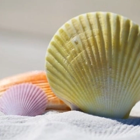 Canxi Vô Cơ Là Gì? Đặc Điểm, Ưu Nhược Điểm Và Cách Bổ Sung