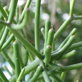 Cây Giao Là Gì? Nhựa Cây Giao Và Những Nguy Cơ Ít Người Biết