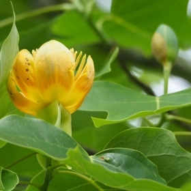 Cây Áo Cộc Là Gì? Công Dụng, Cách Dùng Và Bài Thuốc