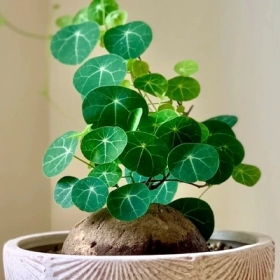 Cây Bình Vôi Có Tác Dụng Gì? Công Dụng, Cách Dùng Và Lưu Ý