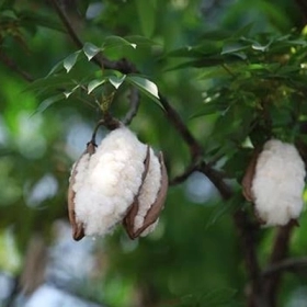 Cây Bông Gạo Có Tác Dụng Gì? Công Dụng, Cách Dùng Và Lưu Ý