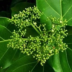 Cây Lá Gan Rừng Là Gì? Công Dụng Hỗ Trợ Và Những Lưu Ý Cần Biết