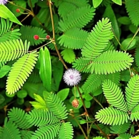 Cây Thuốc Nam Chữa Tràn Dịch Khớp Gối Được Dân Gian Sử Dụng Phổ Biến