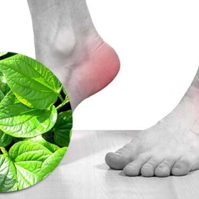 Chữa Bệnh Gút Bằng Thuốc Nam Có Hiệu Quả Không? Sự Thật Ít Ai Nói