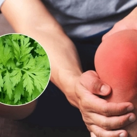 Chữa Tràn Dịch Khớp Gối Bằng Ngải Cứu: 5 Cách Hiệu Quả Tại Nhà