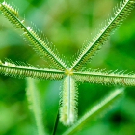 Cỏ mần trầu là gì? Công dụng và cách dùng an toàn cho sức khỏe