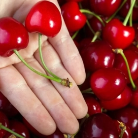 Công Dụng Của Quả Cherry Đối Với Sức Khỏe Và Phòng Ngừa Cơn Gout