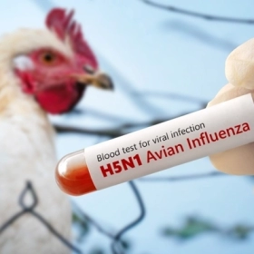 Cúm Gia Cầm Là Gì? Nguyên Nhân, Triệu Chứng Và Cách Phòng Ngừa Hiệu Quả