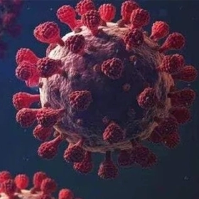 Cúm H3N8 Là Gì? Dấu Hiệu Nhận Biết Và Mức Độ Nguy Hiểm