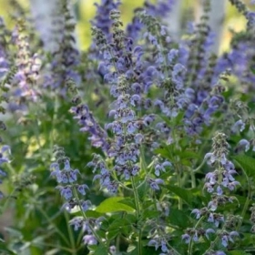 Đan Sâm Là Gì? 12 Tác Dụng Nổi Bật Và Lưu Ý Khi Sử Dụng