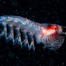 Dầu Nhuyễn Thể Là Gì? Định Nghĩa Chi Tiết Về "Krill Oil"