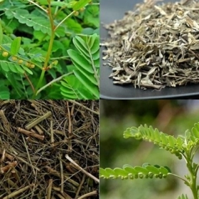 Diệp hạ châu là gì? Cách dùng đúng để tốt cho gan