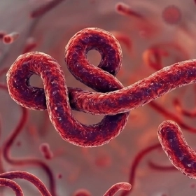 Ebola Là Gì? Mức Độ Nguy Hiểm Và Cách Phòng Ngừa Hiệu Quả
