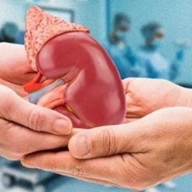 Ghép Thận Sống Được Bao Lâu? Giải Đáp Thắc Mắc