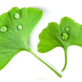 Ginkgo biloba là gì? Công dụng của bạch quả với não bộ