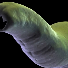 Giun Móc Là Gì? Nguyên Nhân, Triệu Chứng, Chẩn Đoán Và Điều Trị