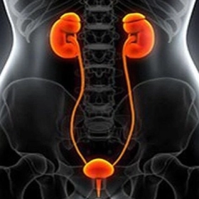 Hẹp Niệu Quản Là Gì? Nguyên Nhân, Triệu Chứng Và Cách Điều Trị Hiệu Quả