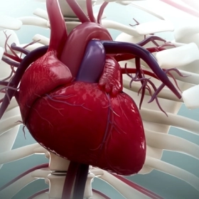 Hở Van Động Mạch Chủ: Nguyên Nhân, Triệu Chứng Và Cách Điều Trị Hiệu Quả