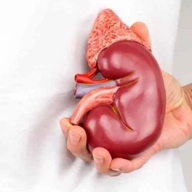 Hội Chứng Conn Là Gì? Nguyên Nhân, Triệu Chứng Và Cách Điều Trị Hiệu Quả