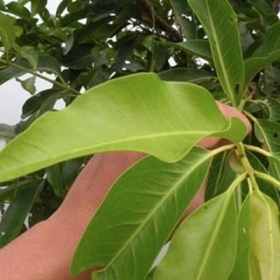 Huyết Áp Cao Có Uống Được Lá Vối Không? Lợi Ích Và Cách Dùng