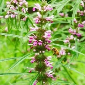 Ích Mẫu – Thảo Dược Vàng Cho Sức Khỏe Phụ Nữ