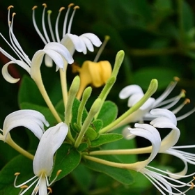Kim Ngân Hoa Có Gì Mà Đông Y Dùng Suốt Hàng Trăm Năm?