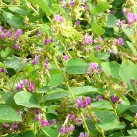 Kim Tiền Thảo – Loài Cỏ Nhỏ Mang Lại Lợi Ích Lớn Cho Sức Khỏe