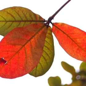 Lá Bàng Có Tác Dụng Gì? Công Dụng, Cách Dùng Và Lưu Ý